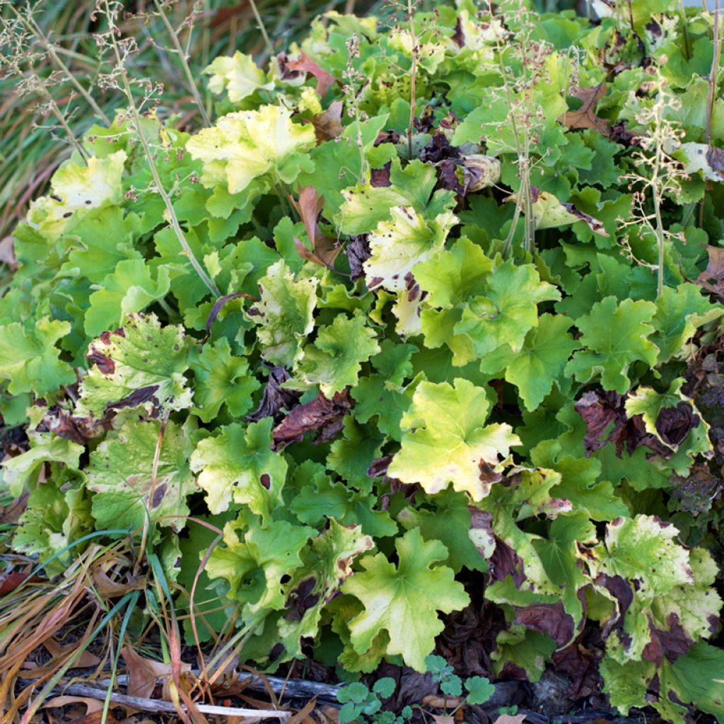 Heuchera Guacamole - Purpurglöckchen