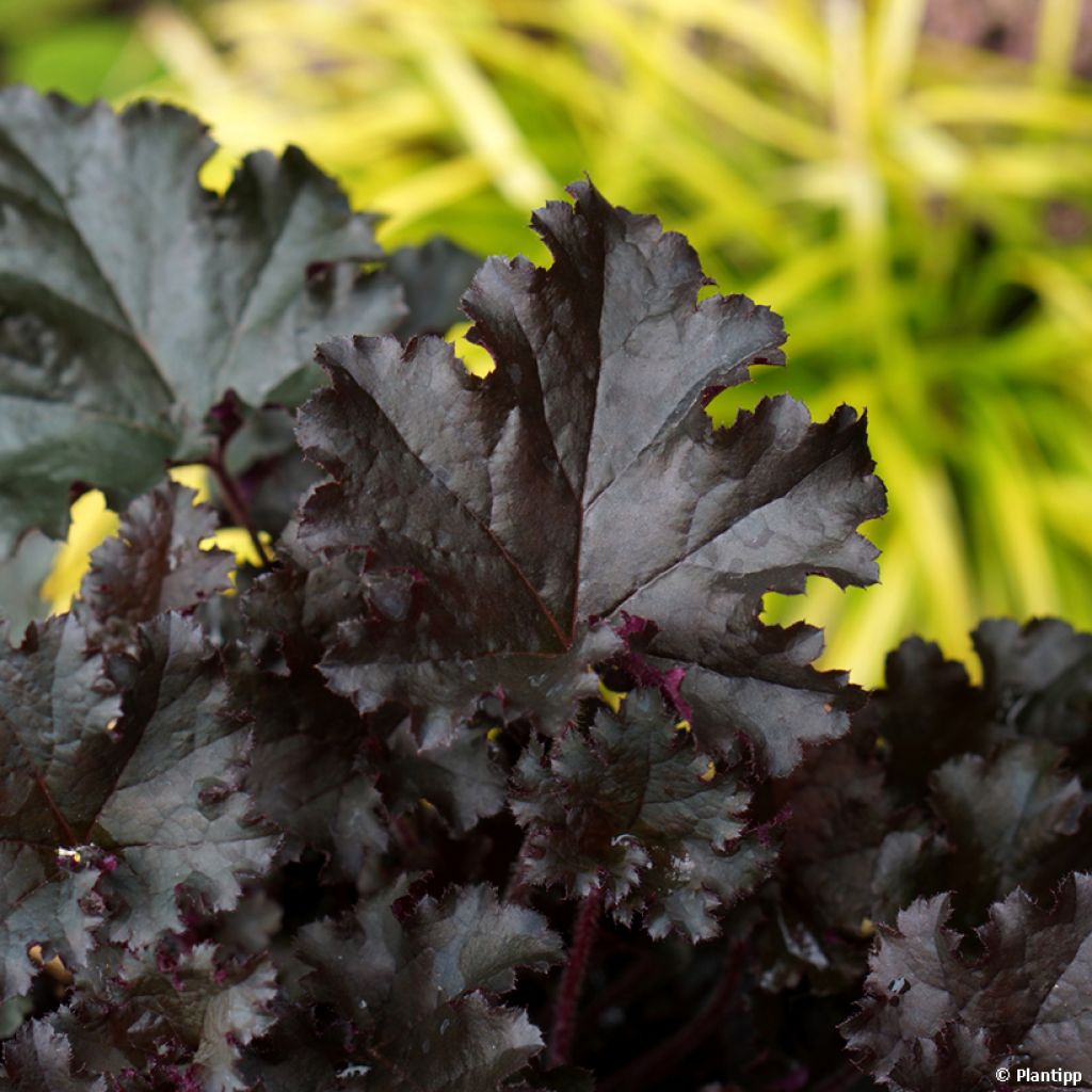 Heuchera Dark Secret - Purpurglöckchen