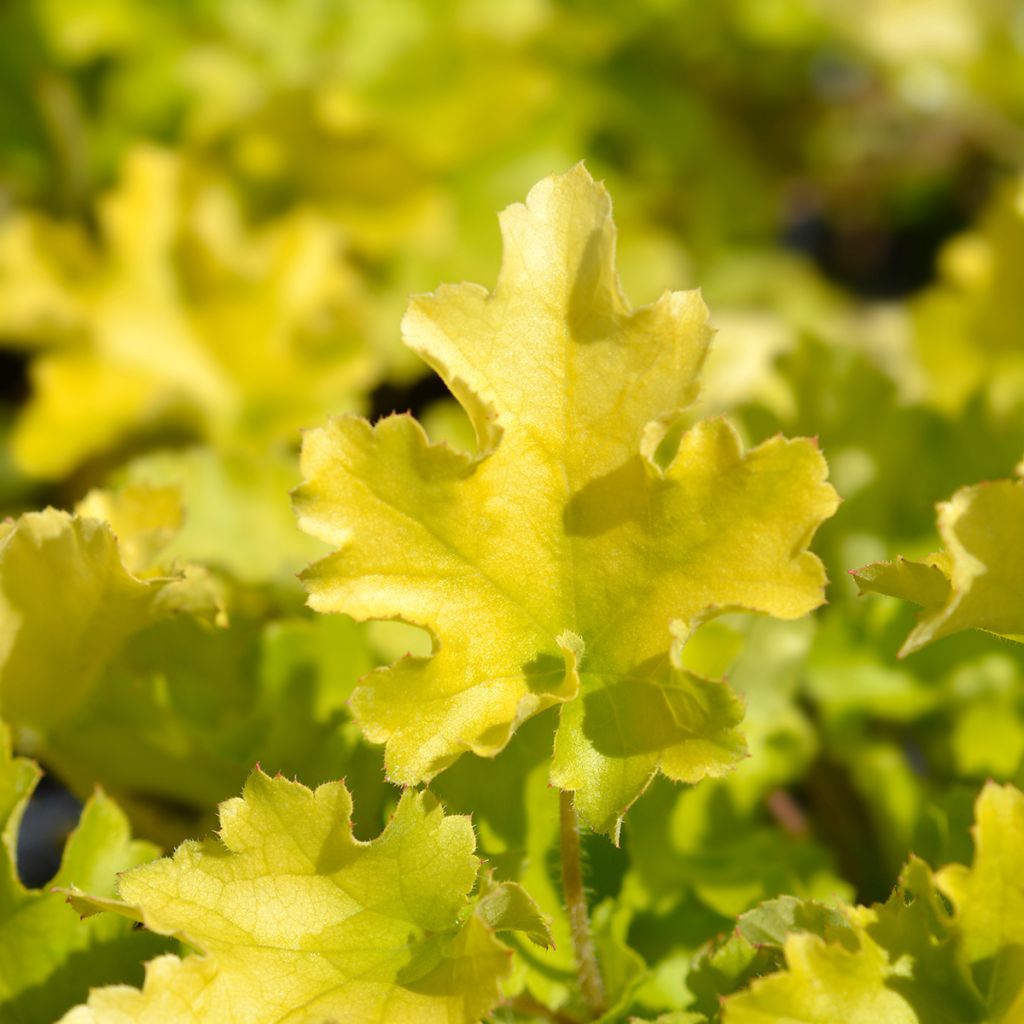 Heuchera Lime Marmalade - Purpurglöckchen