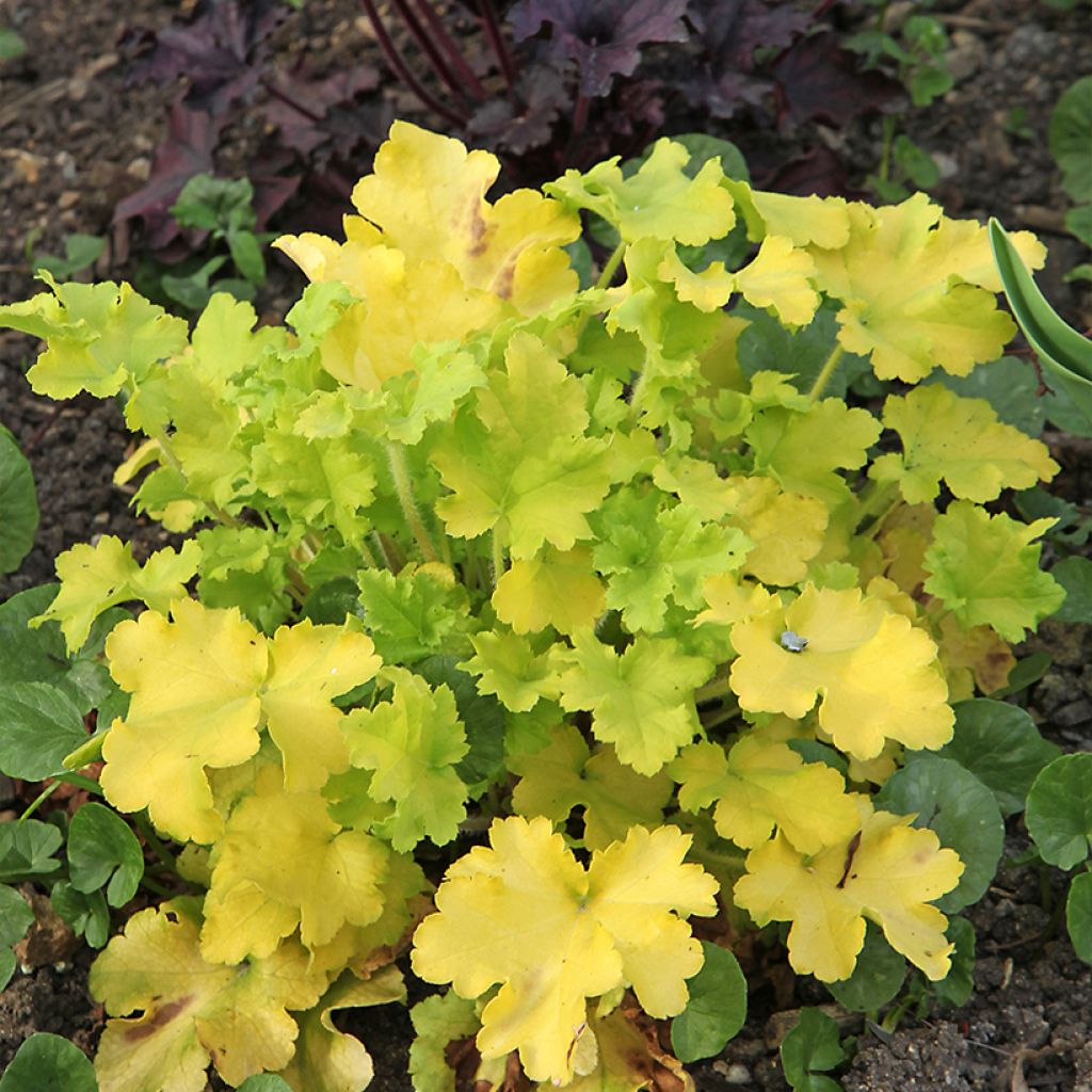 Heuchera Lime Marmalade - Purpurglöckchen