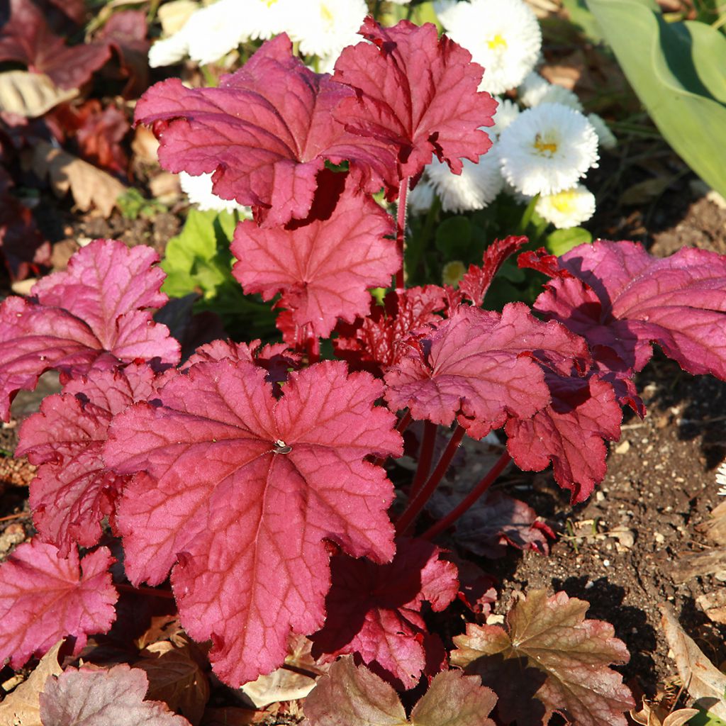 Heuchera Marmelade - Purpurglöckchen