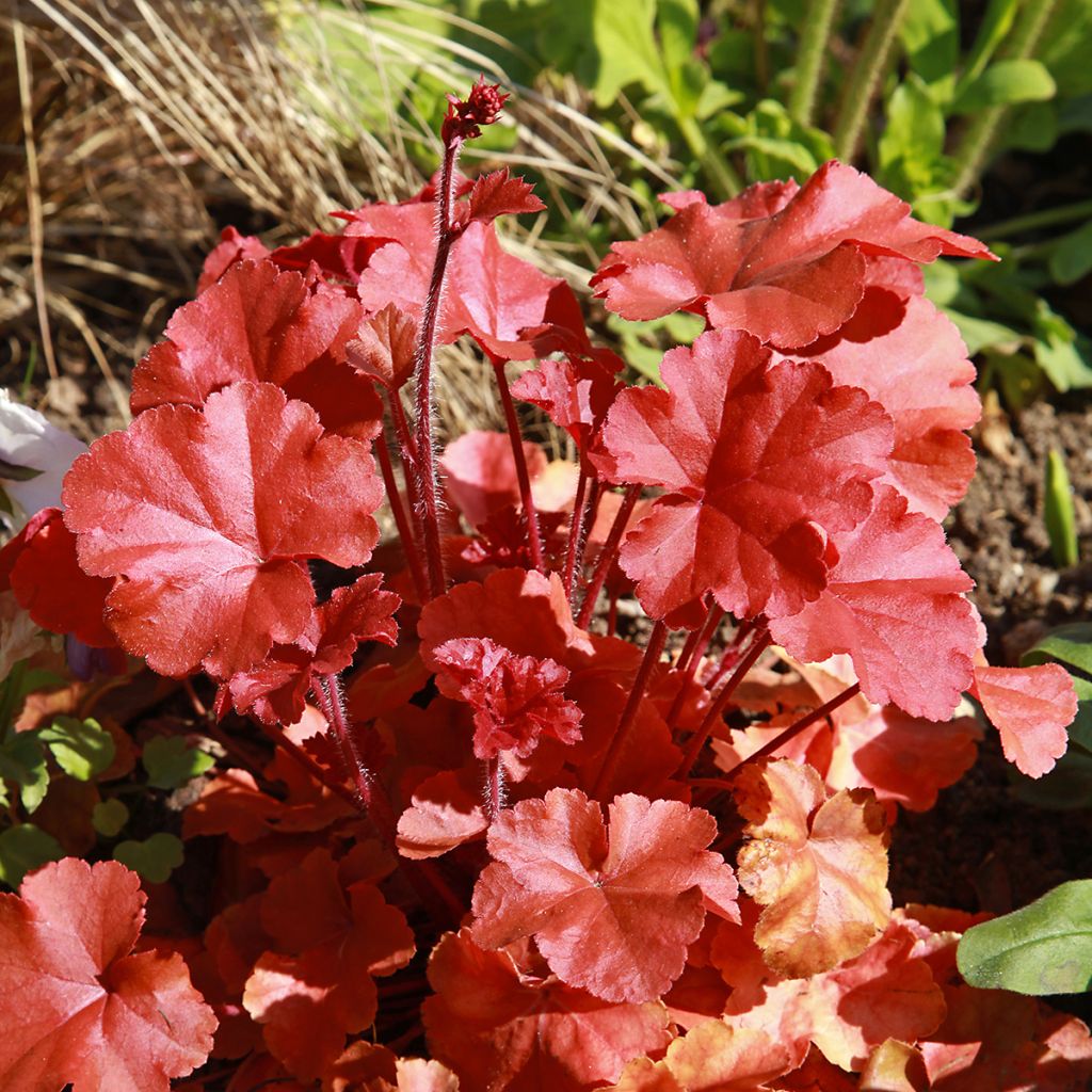 Heuchera Marmelade - Purpurglöckchen