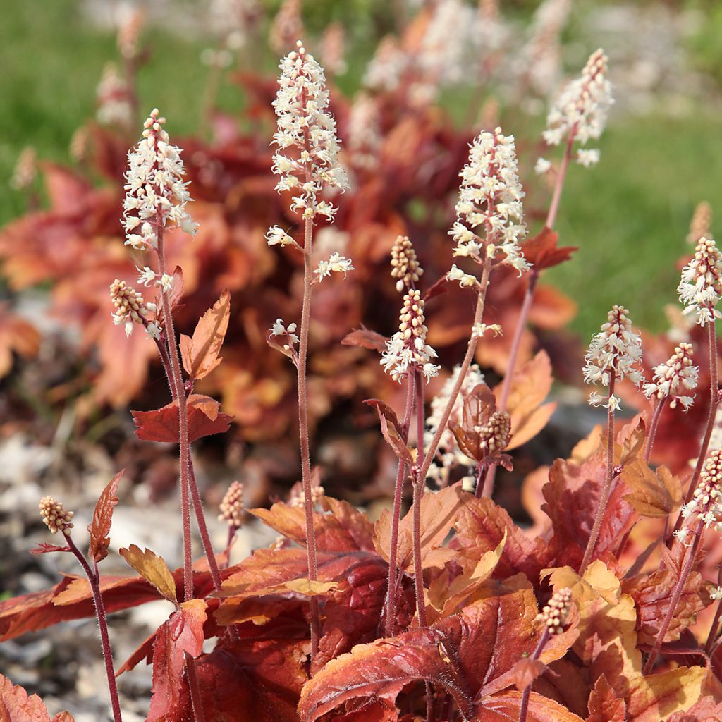 Heuchera Marmelade - Purpurglöckchen