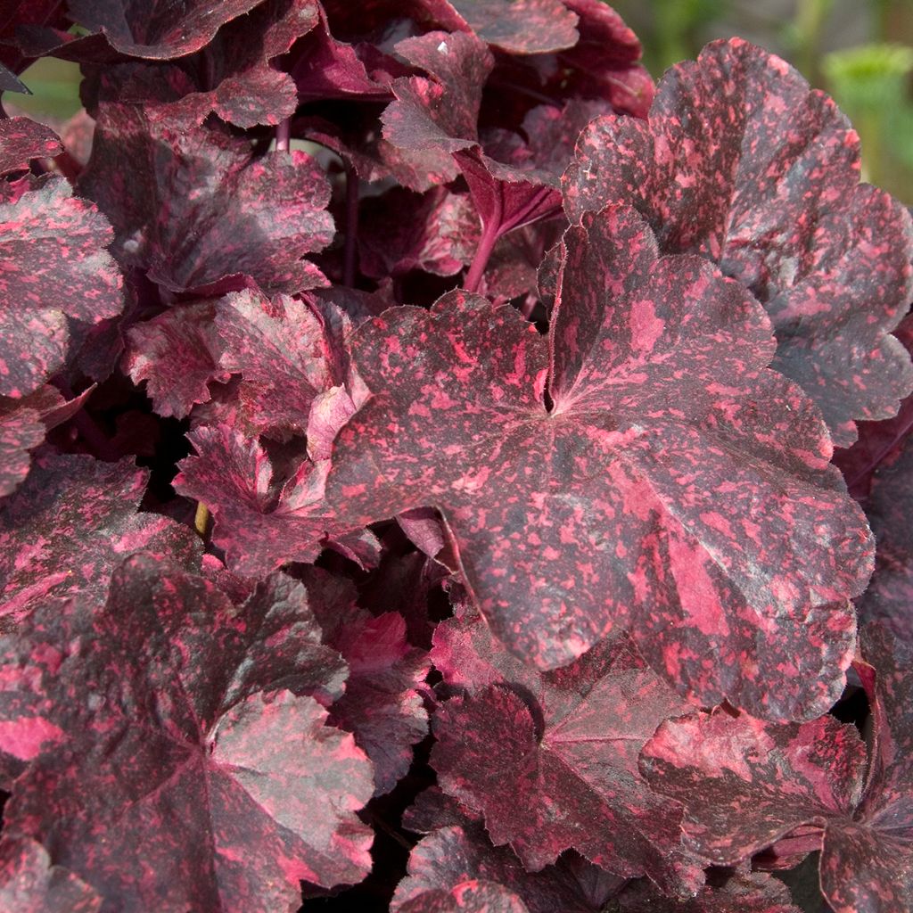 Heuchera Midnight Rose - Purpurglöckchen