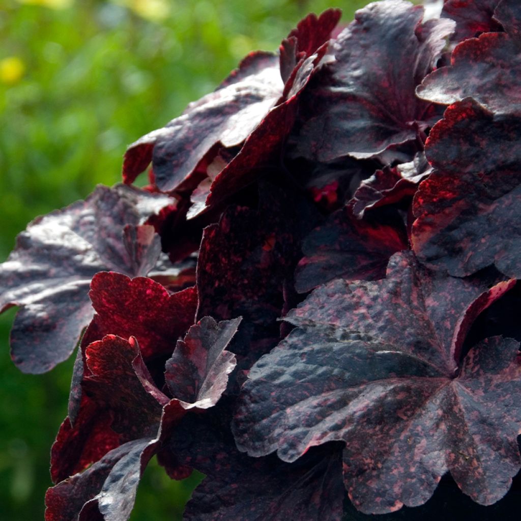 Heuchera Midnight Rose - Purpurglöckchen