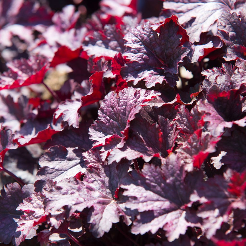 Heuchera Obsisian - Purpurglöckchen