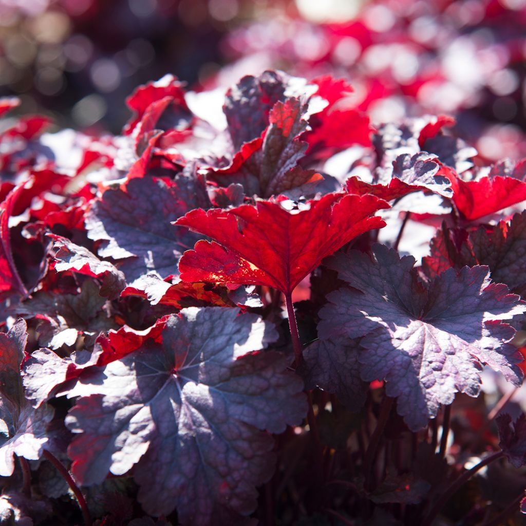 Heuchera Obsisian - Purpurglöckchen