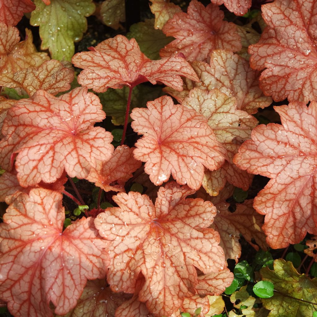 Heuchera Paprika - Purpurglöckchen