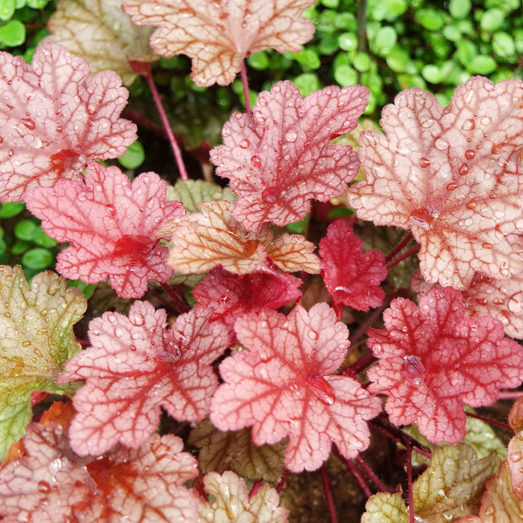 Heuchera Paprika - Purpurglöckchen