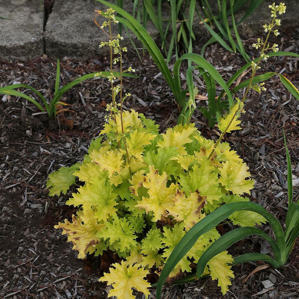 Heuchera Pear Crisp - Purpurglöckchen