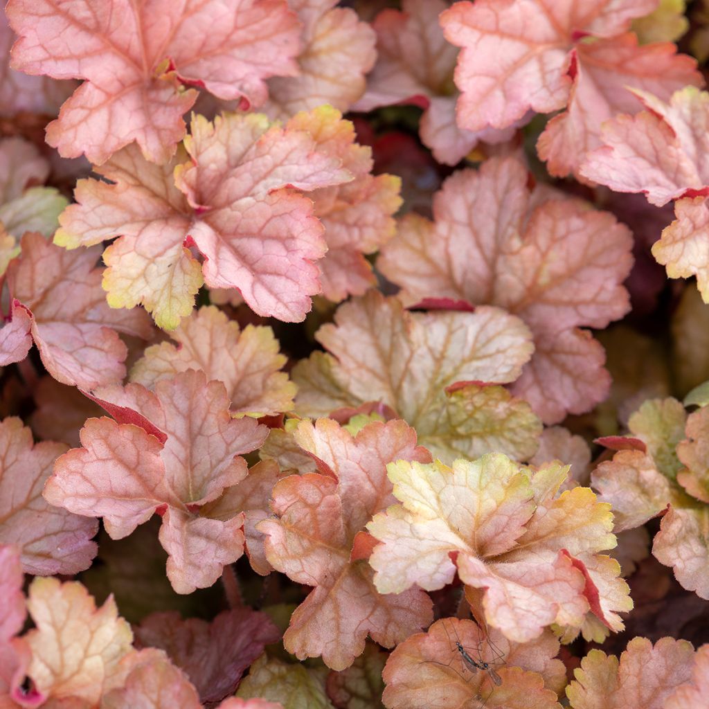 Heuchera Pinot Gris - Purpurglöckchen