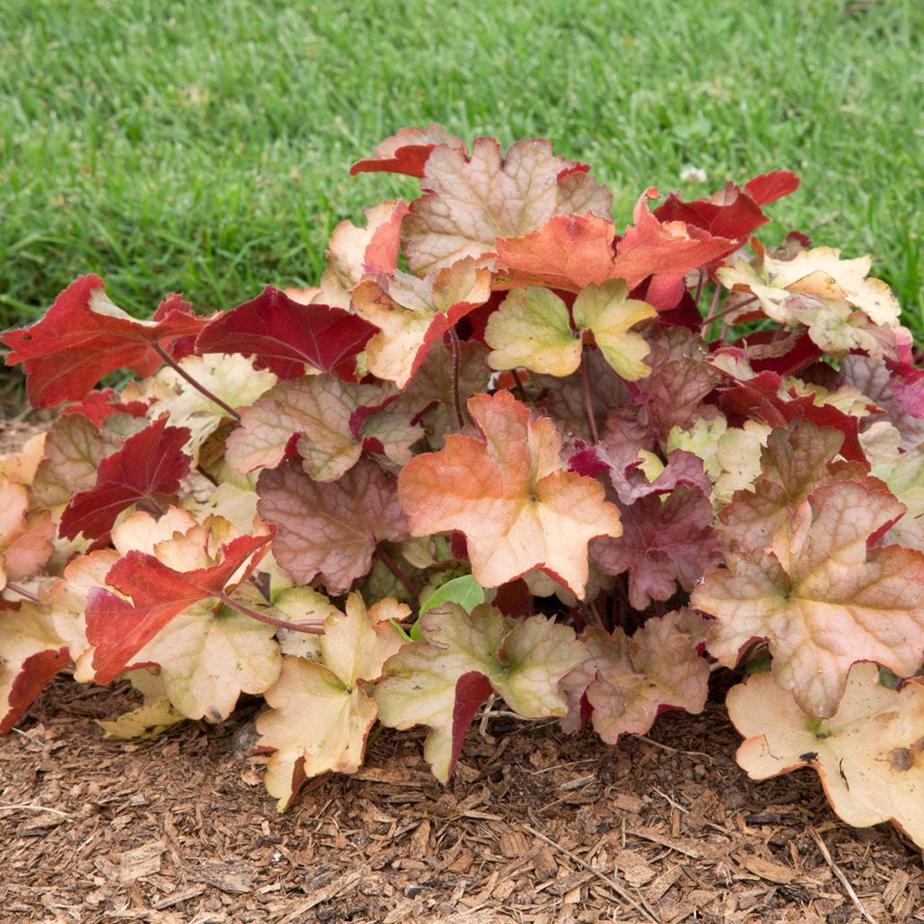 Heuchera Pinot Gris - Purpurglöckchen