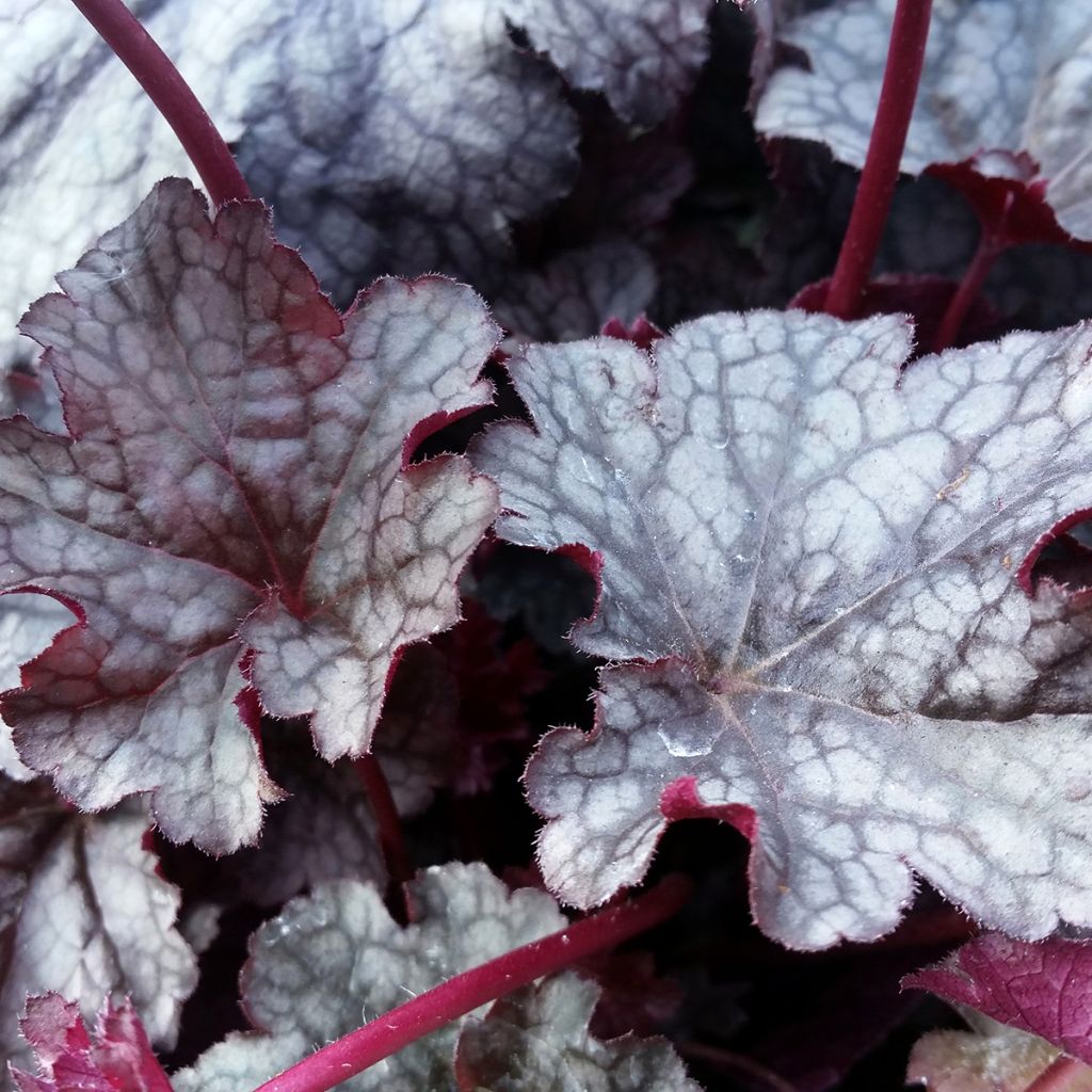 Heuchera Plum Pudding - Purpurglöckchen