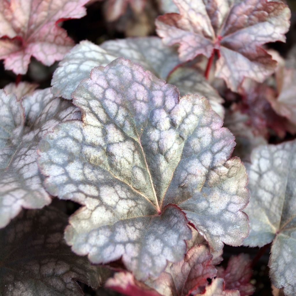 Heuchera Plum Pudding - Purpurglöckchen