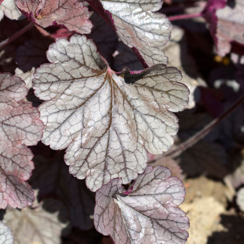 Heuchera Prince of Silver - Purpurglöckchen