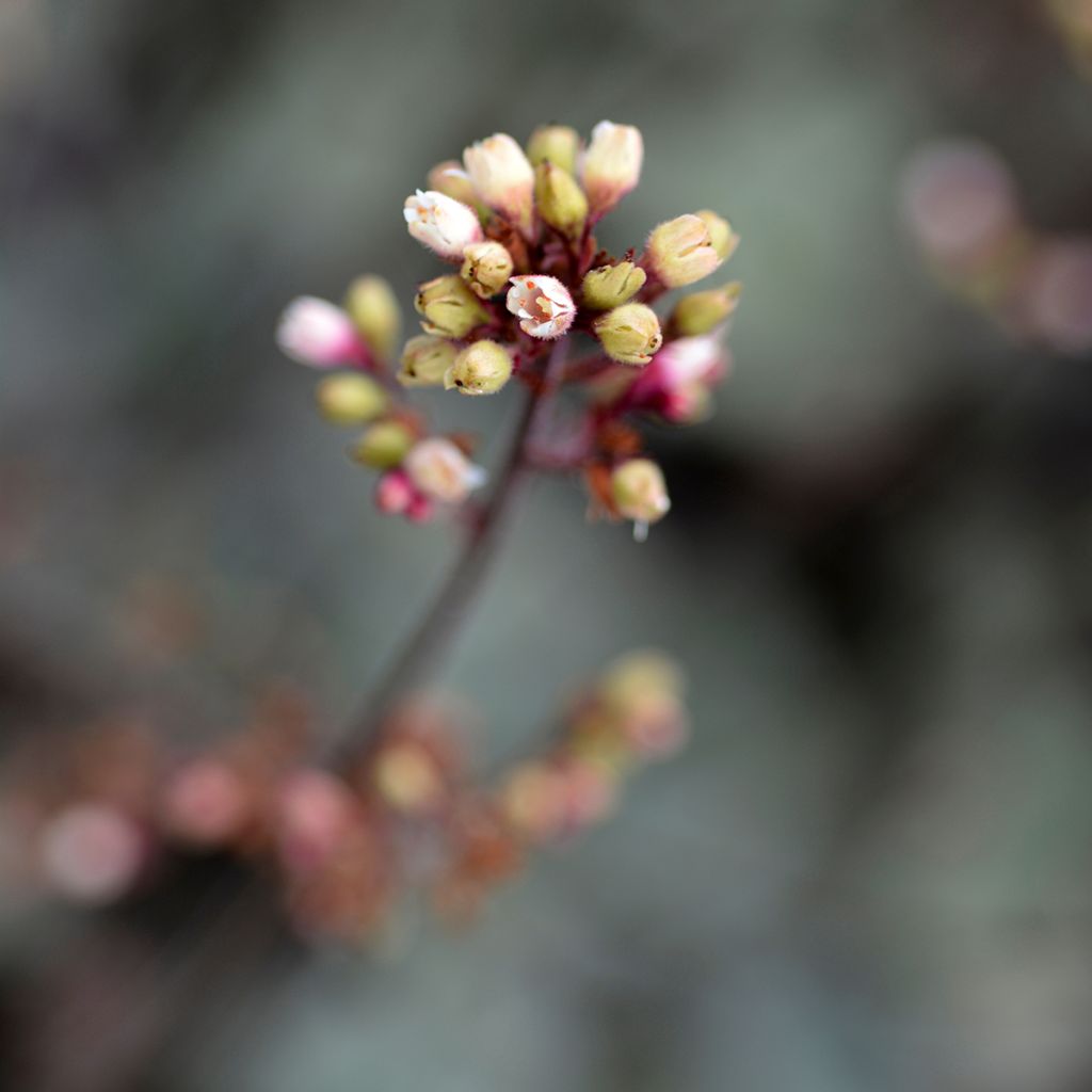 Heuchera Prince of Silver - Purpurglöckchen