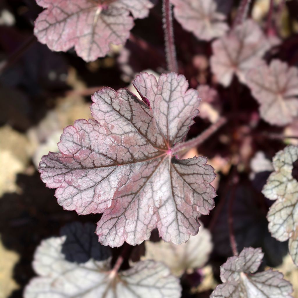 Heuchera Prince of Silver - Purpurglöckchen