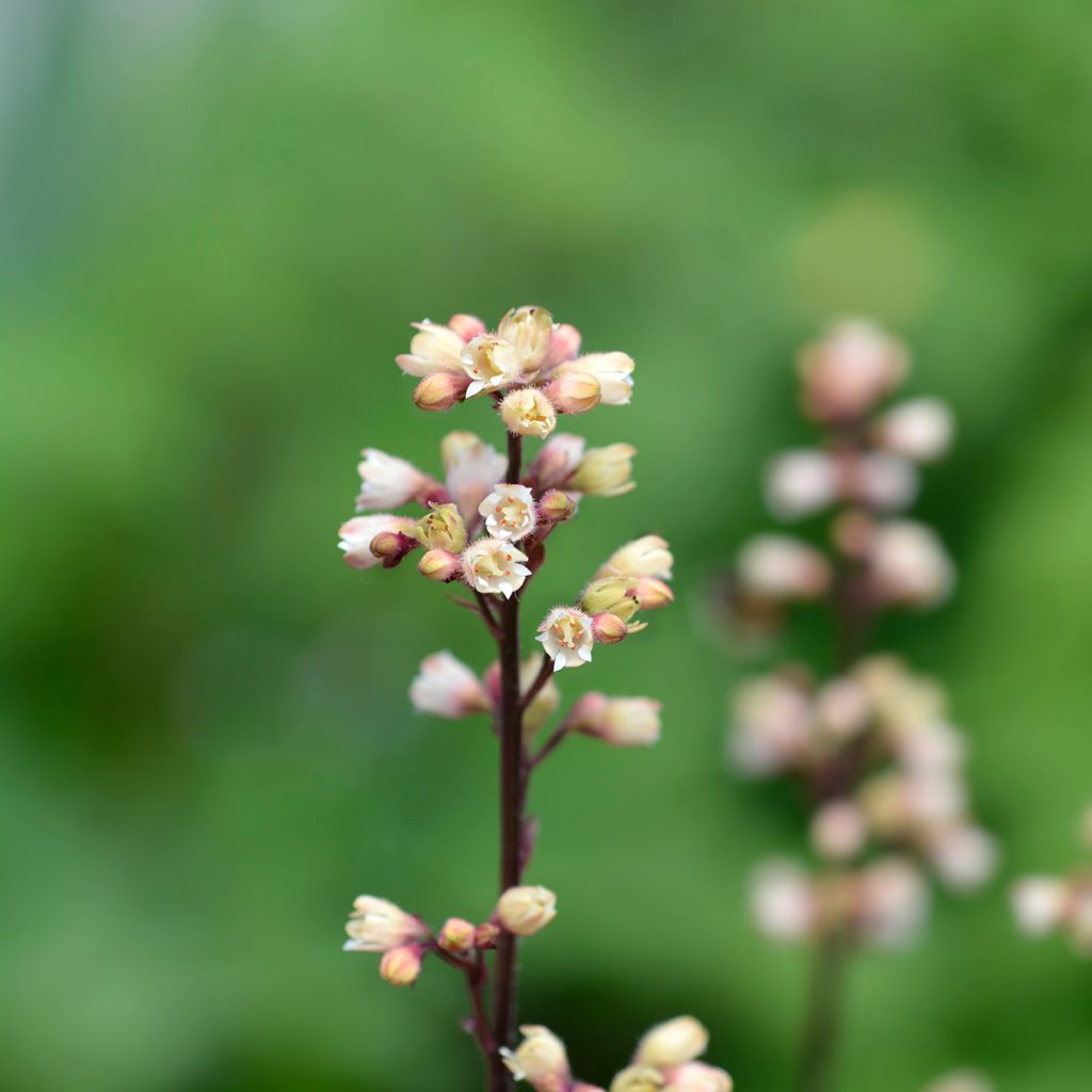 Heuchera Prince of Silver - Purpurglöckchen