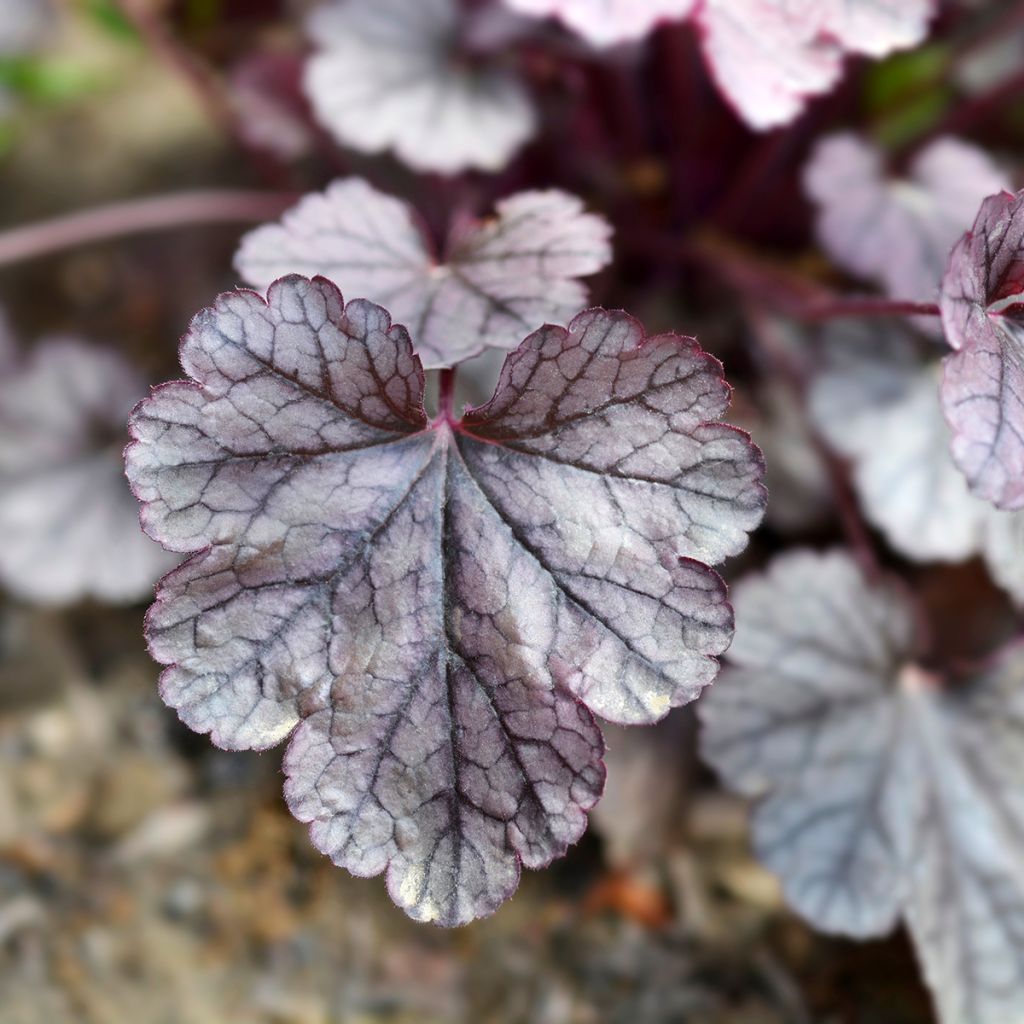 Heuchera Prince of Silver - Purpurglöckchen