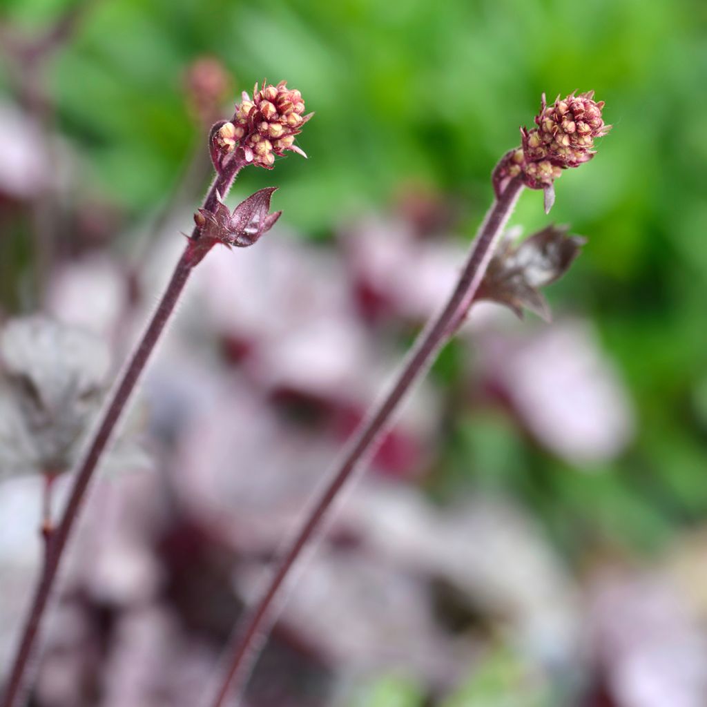 Heuchera Prince of Silver - Purpurglöckchen