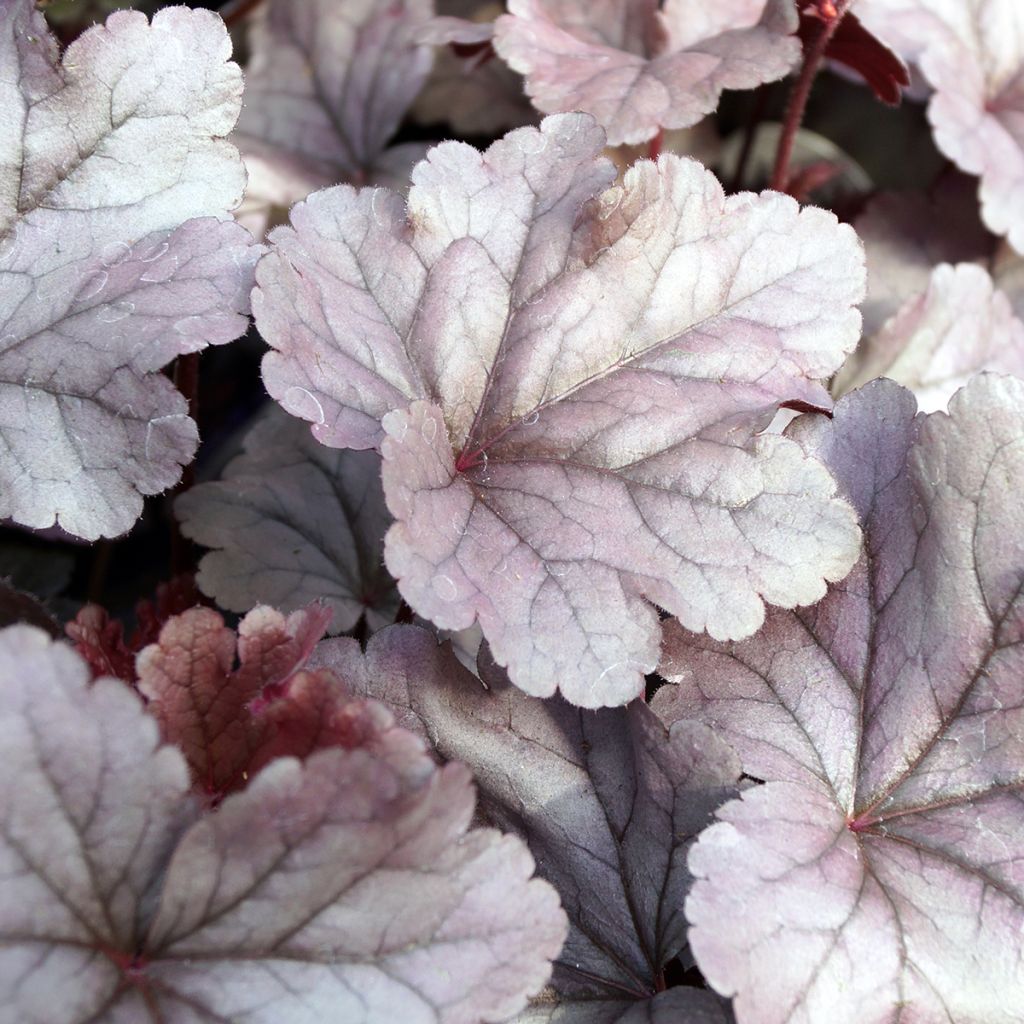 Heuchera Silver Gumdrop - Purpurglöckchen