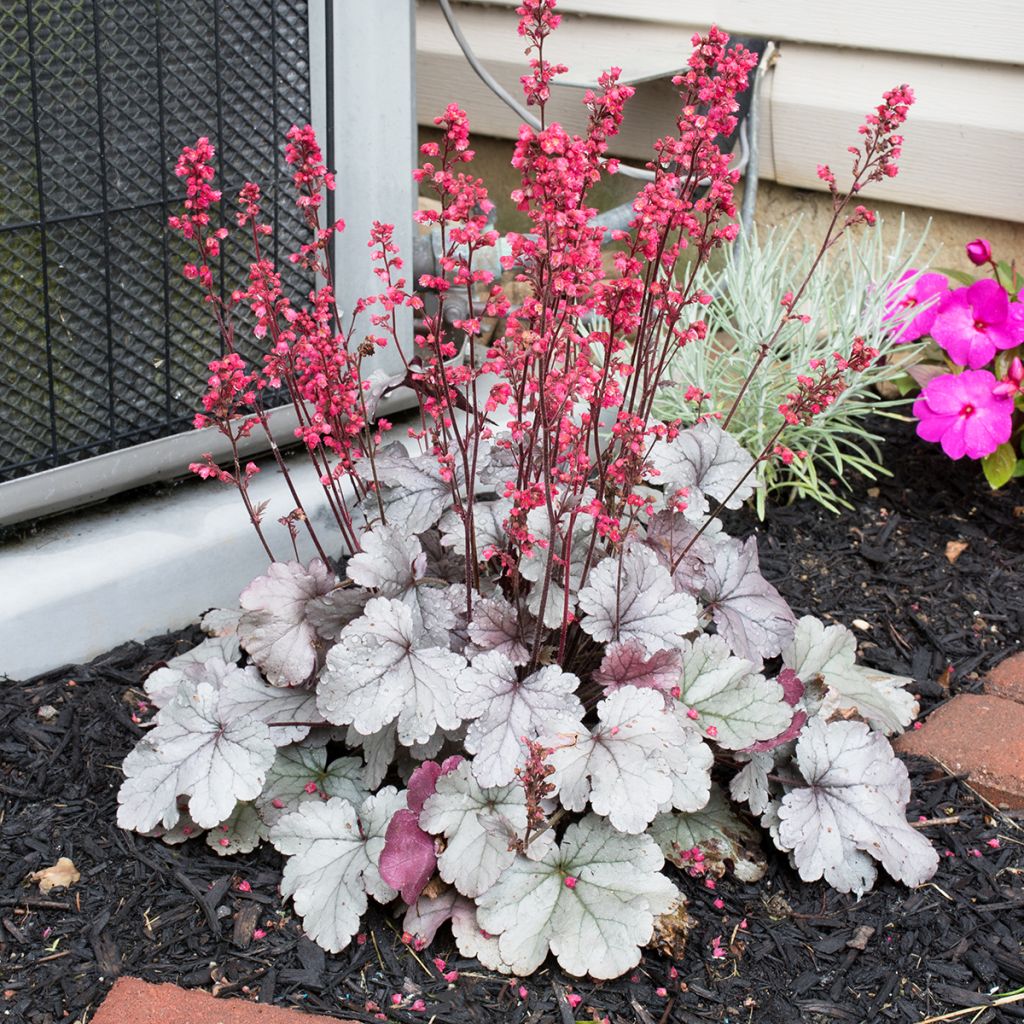 Heuchera Silver Gumdrop - Purpurglöckchen