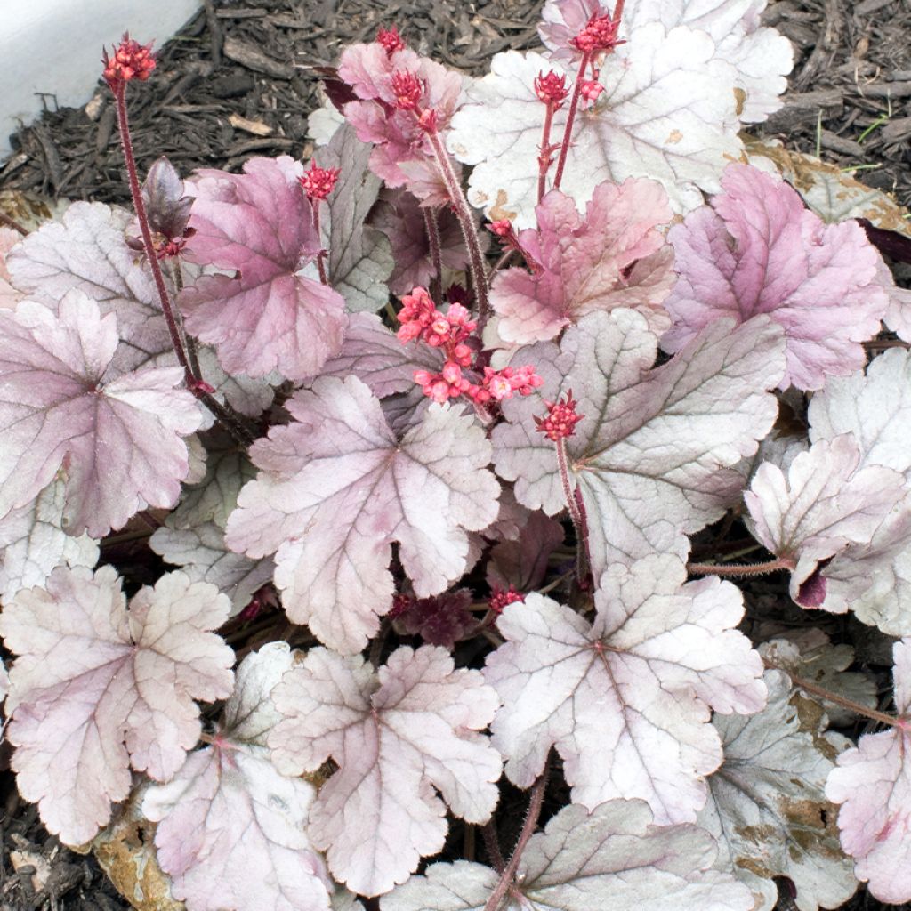 Heuchera Silver Gumdrop - Purpurglöckchen