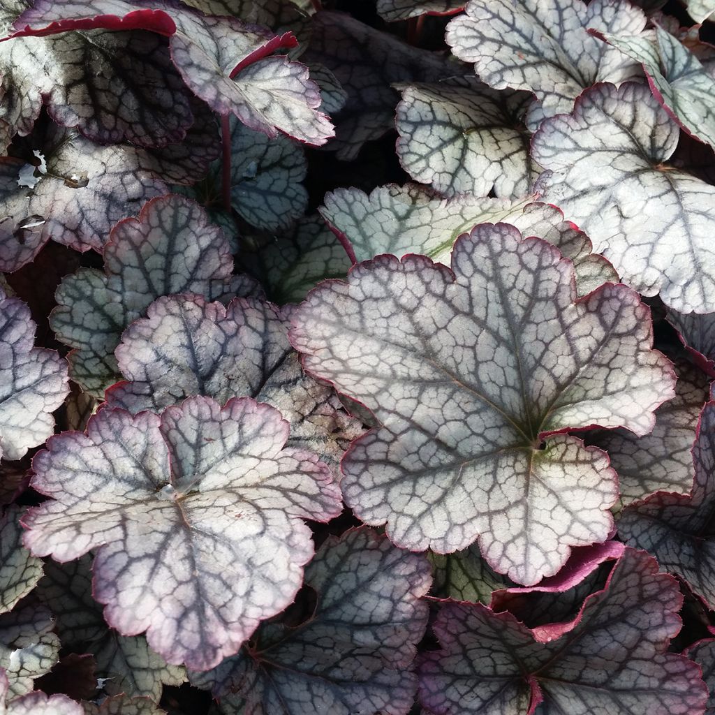 Heuchera Silver Scrolls - Purpurglöckchen