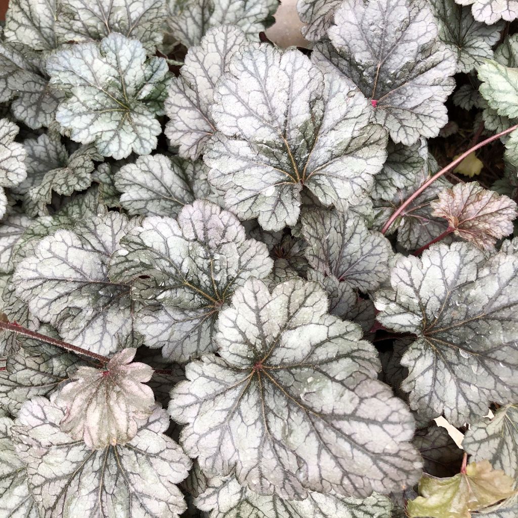 Heuchera Silver Scrolls - Purpurglöckchen