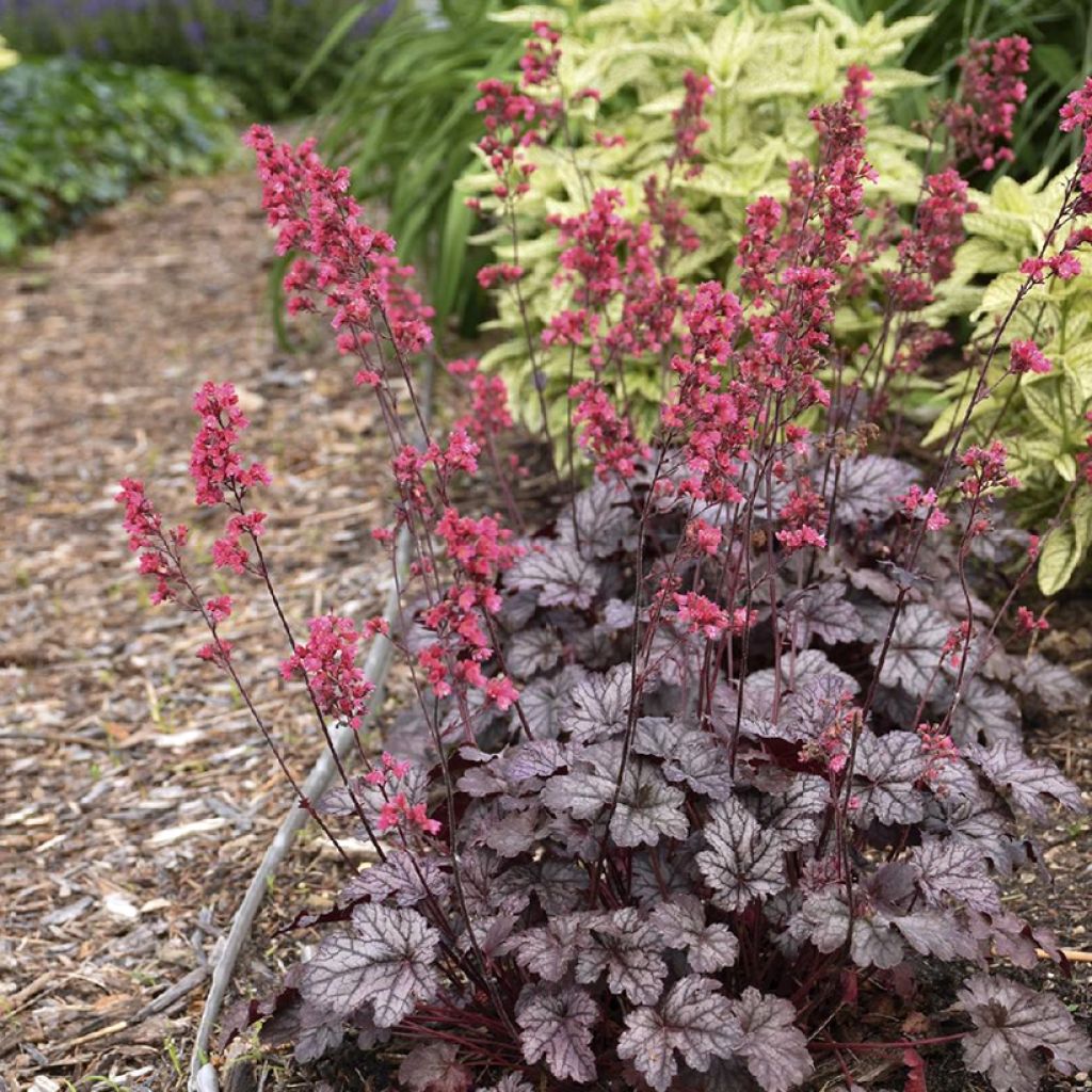 Heuchera Timeless Treasure® - Purpurglöckchen