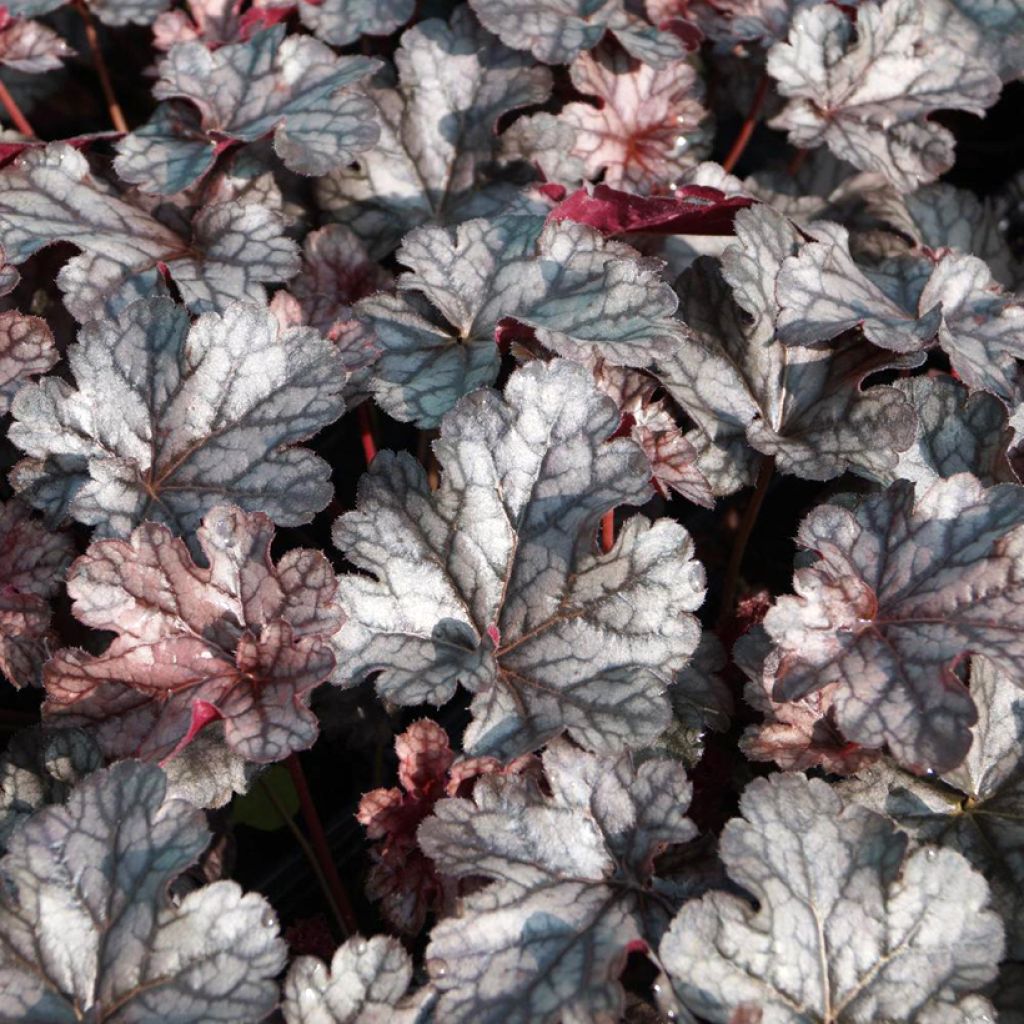 Heuchera Timeless Treasure® - Purpurglöckchen