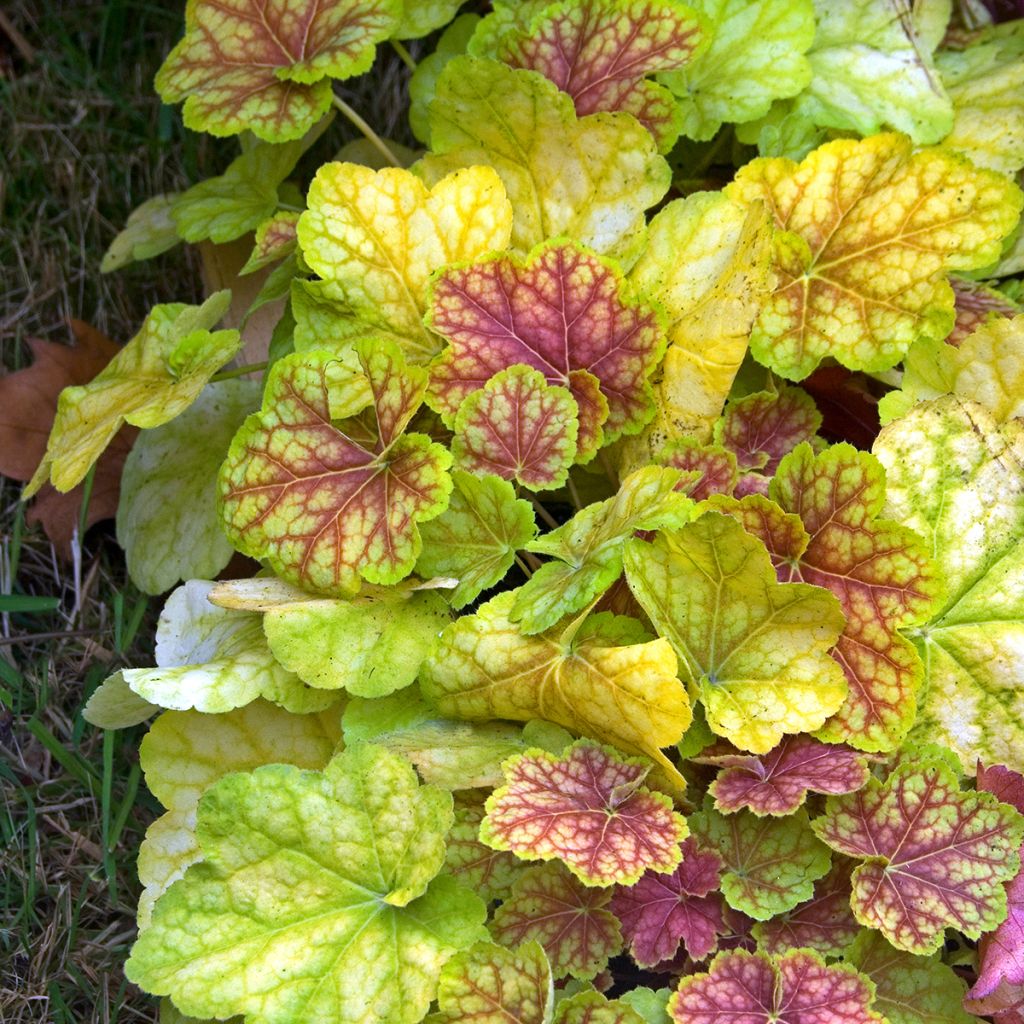 Heuchera Tiramisu - Purpurglöckchen