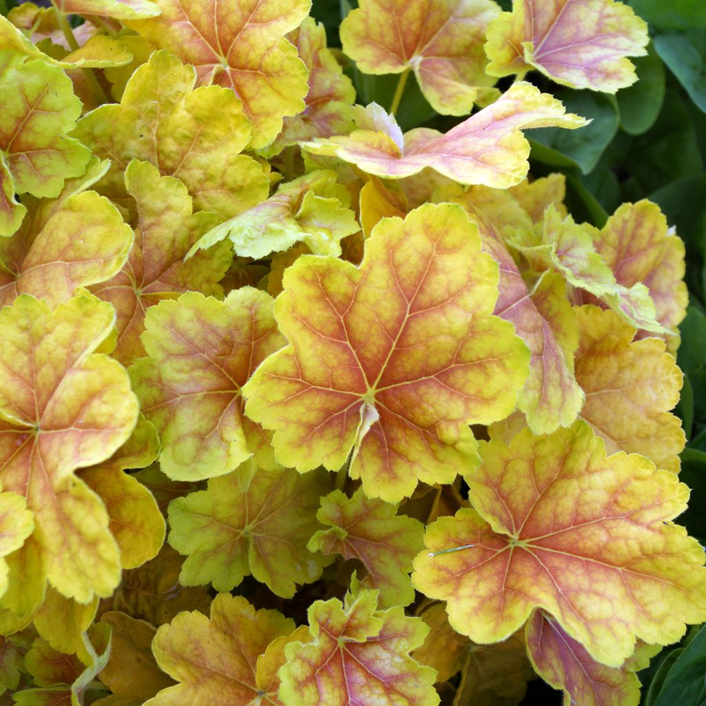 Heuchera Tiramisu - Purpurglöckchen