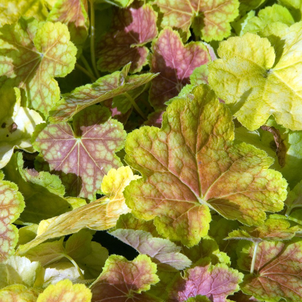 Heuchera Tiramisu - Purpurglöckchen