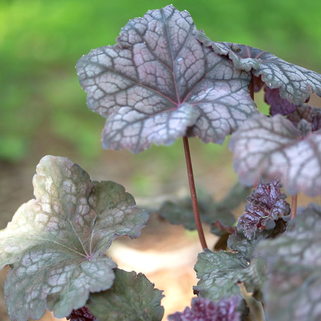 Heuchera Velvet Night - Purpurglöckchen