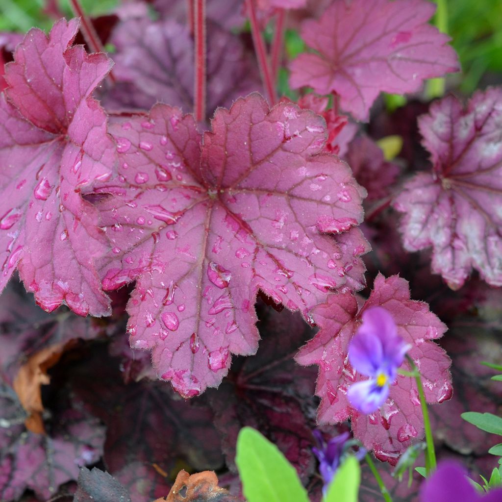 Heuchera Wild Rose - Purpurglöckchen