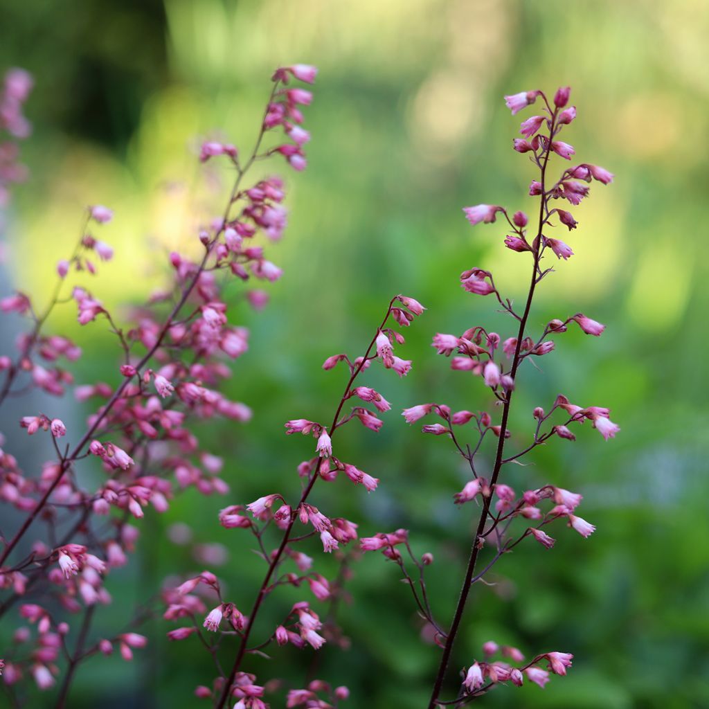 Heuchera Wild Rose - Purpurglöckchen