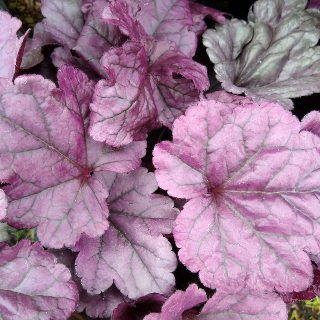 Heuchera Dolce Wildberry - Purpurglöckchen