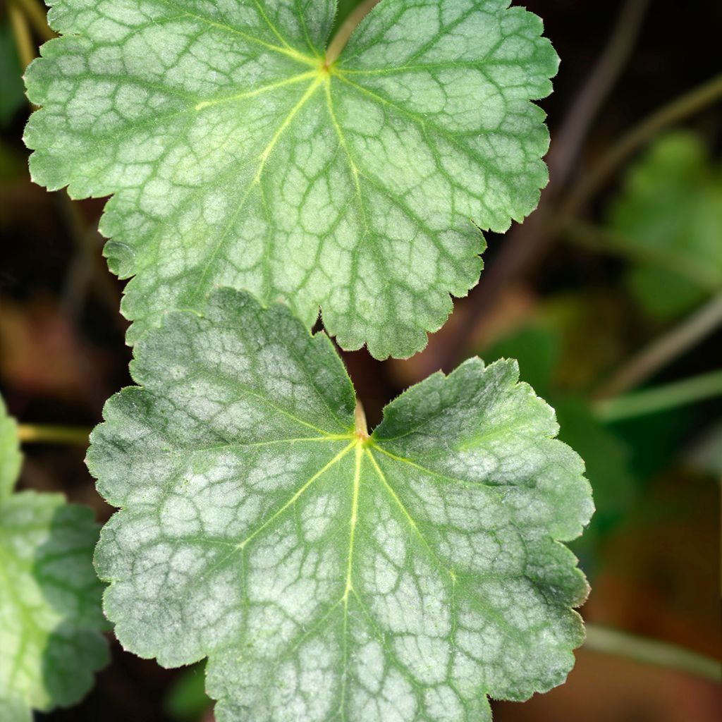 Heuchera americana Dale s Strain - Purpurglöckchen