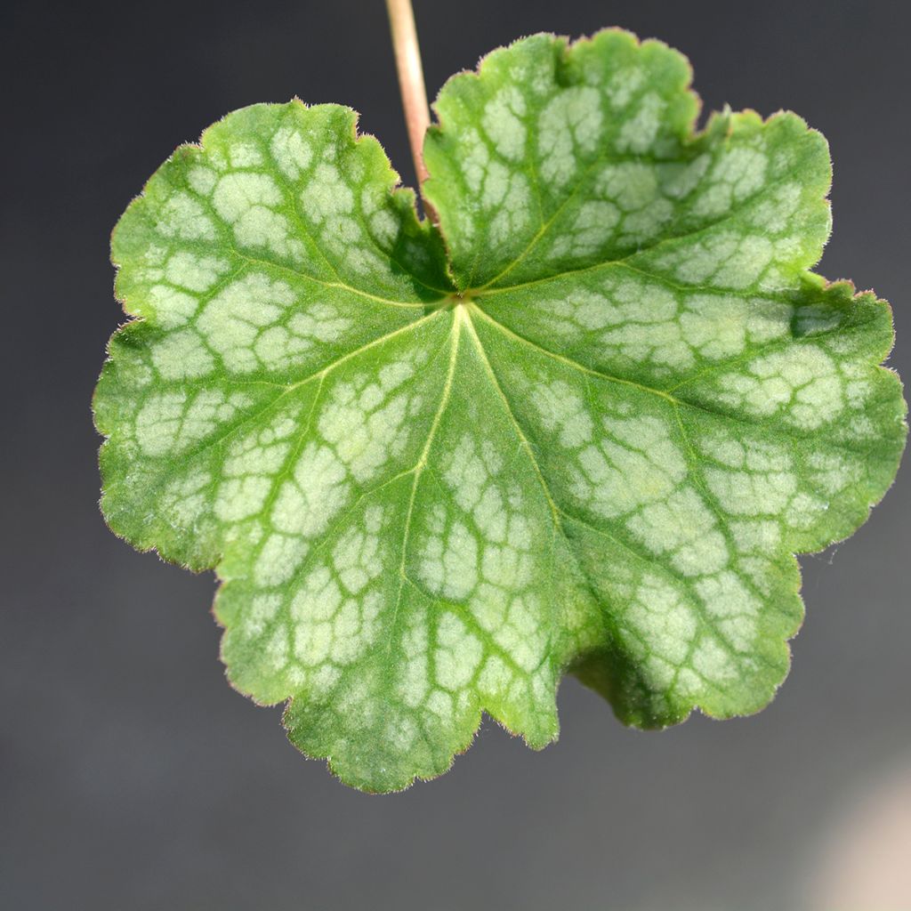 Heuchera americana Dale s Strain - Purpurglöckchen