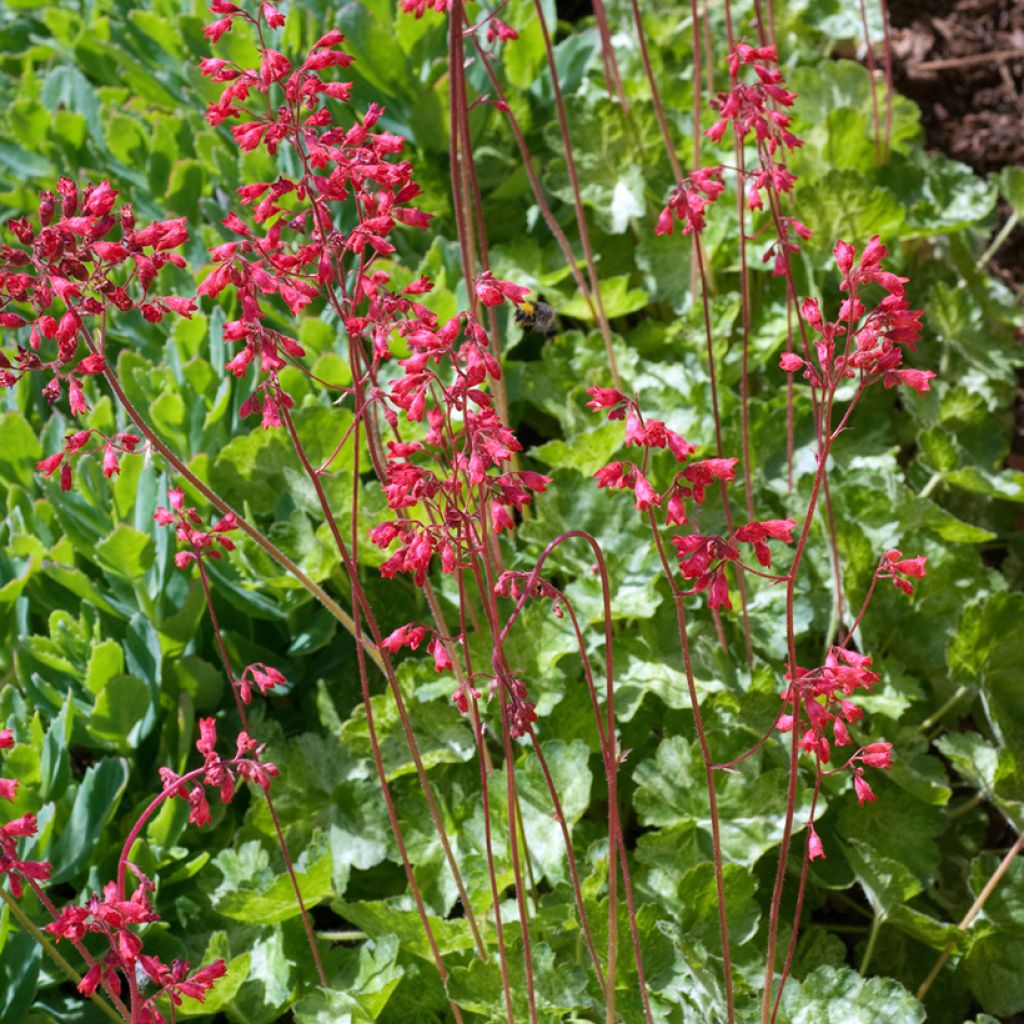 Heuchera sanguinea Snow Storm - Purpurglöckchen