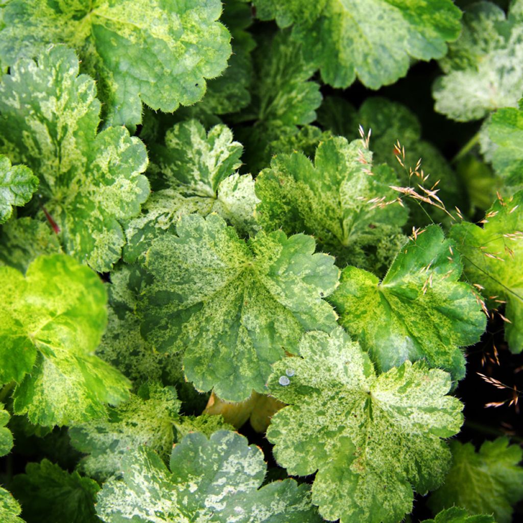 Heuchera sanguinea Snow Storm - Purpurglöckchen