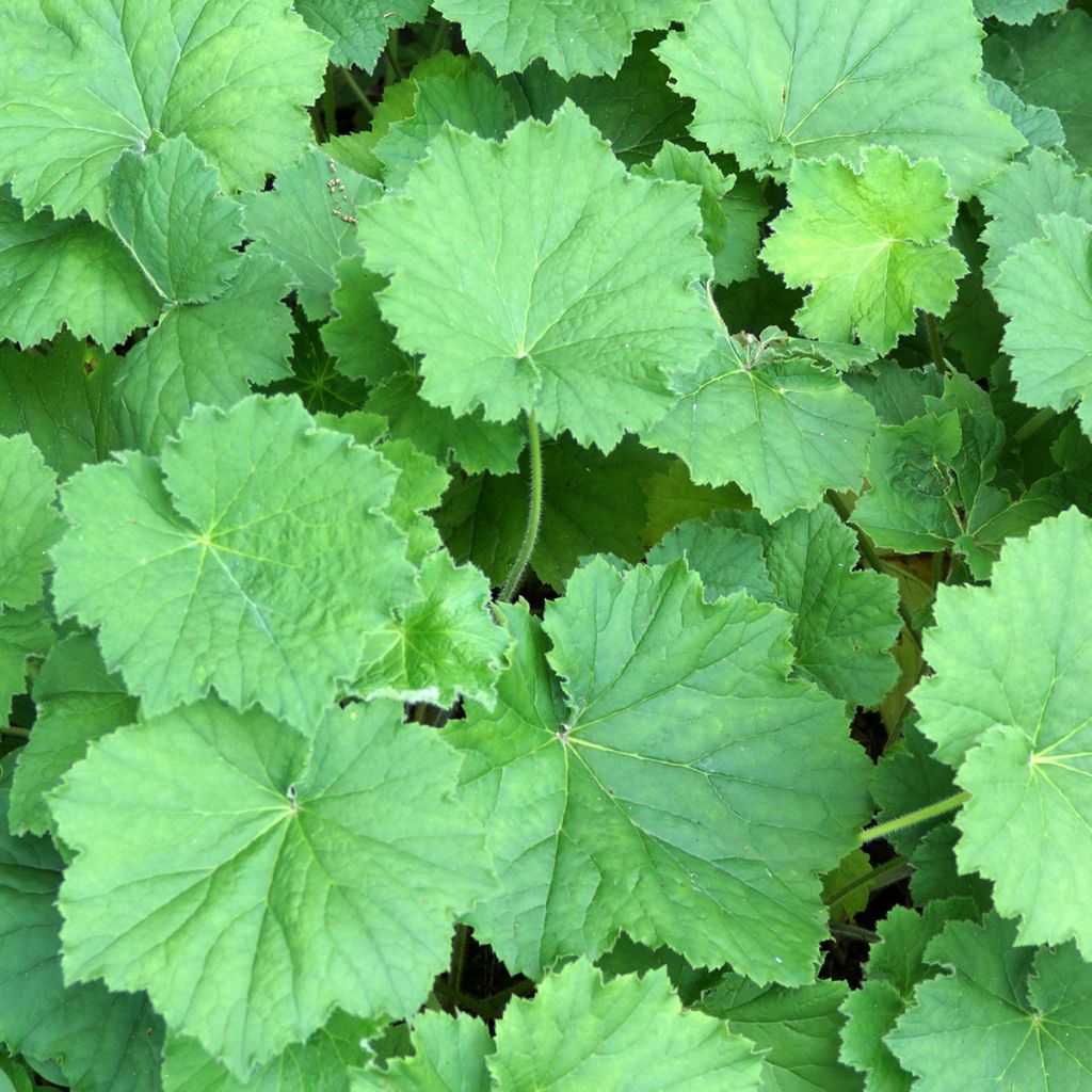 Heuchera Chantilly - Purpurglöckchen