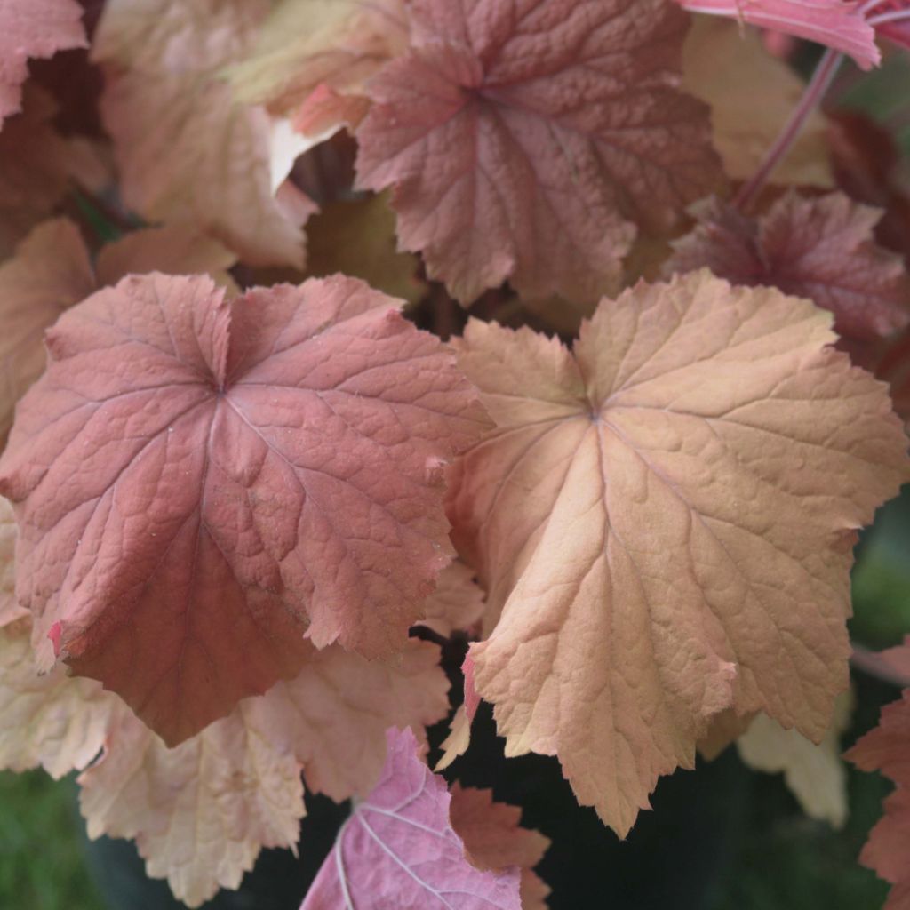 Heuchera Mega Caramel - Purpurglöckchen