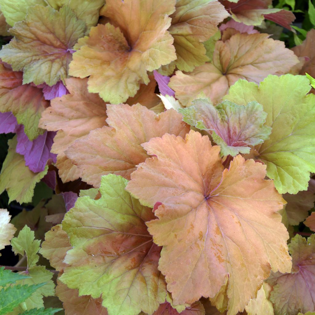 Heuchera Mega Caramel - Purpurglöckchen