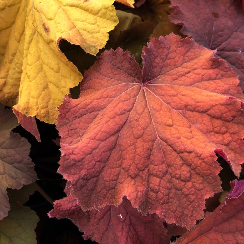 Heuchera Mega Caramel - Purpurglöckchen