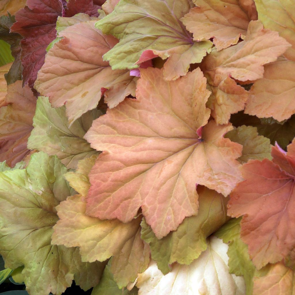 Heuchera Mega Caramel - Purpurglöckchen