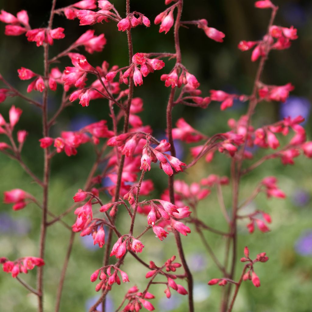 Heuchera Pluie de Feu - Purpurglöckchen