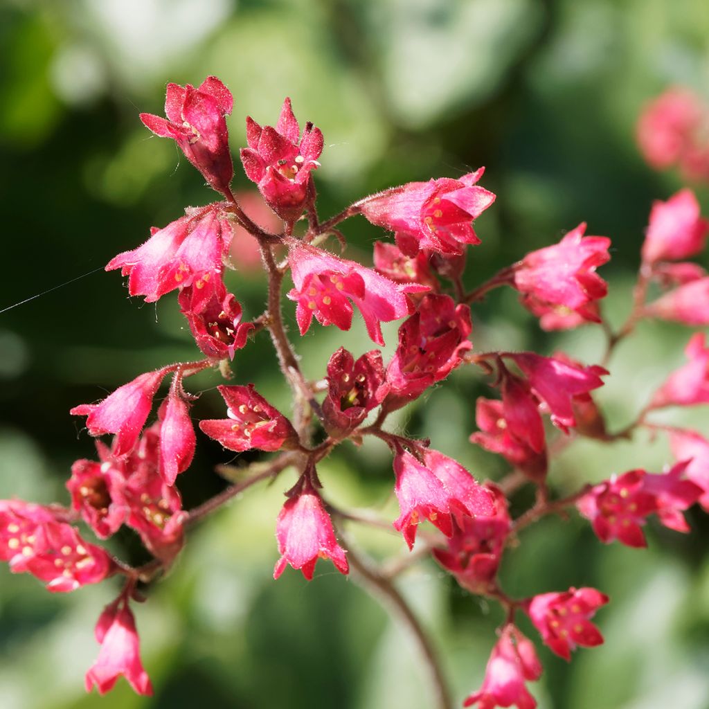 Heuchera Pluie de Feu - Purpurglöckchen