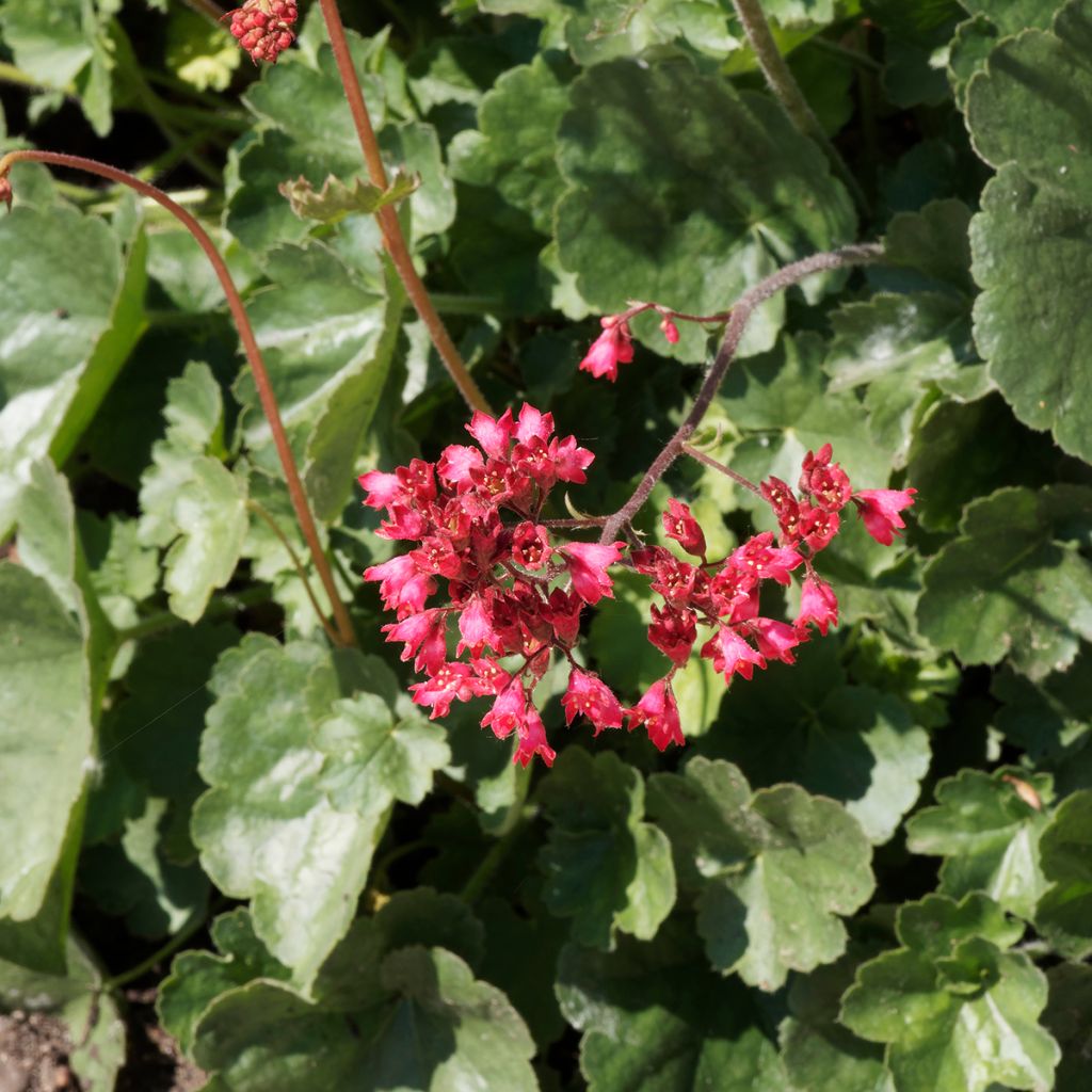 Heuchera Pluie de Feu - Purpurglöckchen